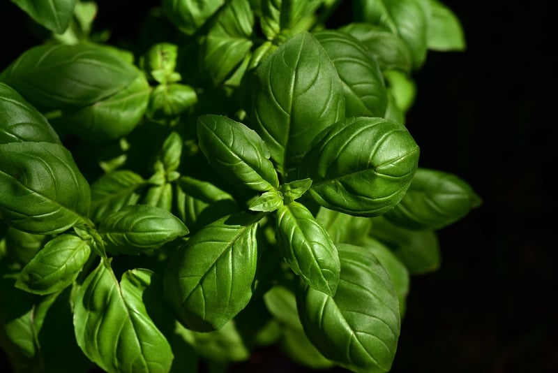 Exciting Taste Blends