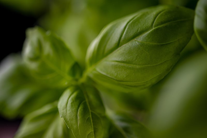 Earthy and Herbaceous